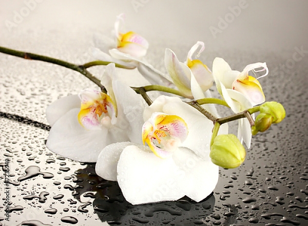 Постер Орхидеи 25 с типом исполнения На холсте без рамы