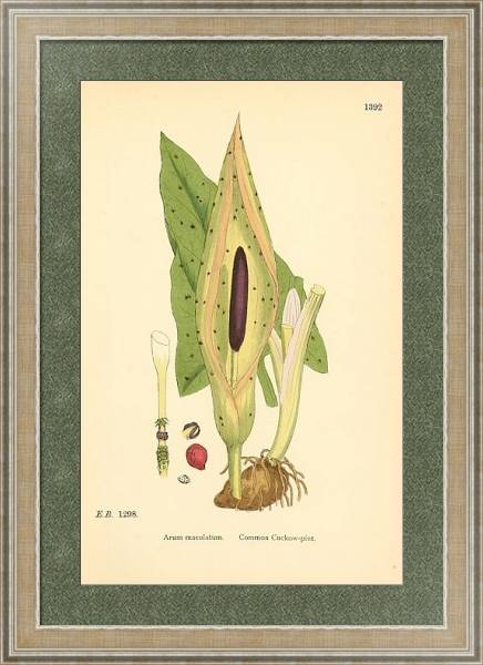 Постер English Botany №221 с типом исполнения Акварель в раме в багетной раме 485.M40.584