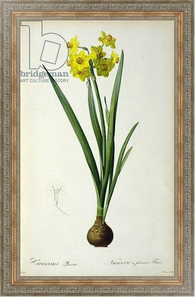 Постер Narcissus Lazetta, from `'Plantae Selectae' by Christoph Jakob Trew, published 175-53 с типом исполнения На холсте в раме в багетной раме 484.M48.310