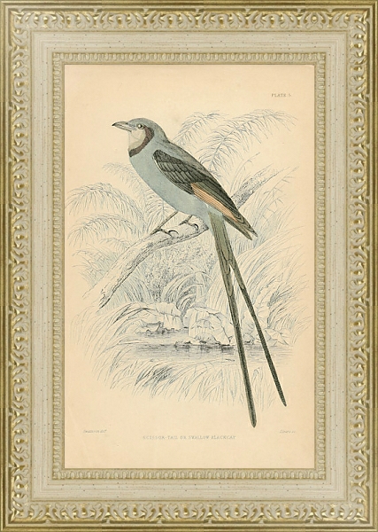 Постер Scissor-tail or Swallow Blackcap с типом исполнения Акварель в раме в багетной раме 484.M48.725