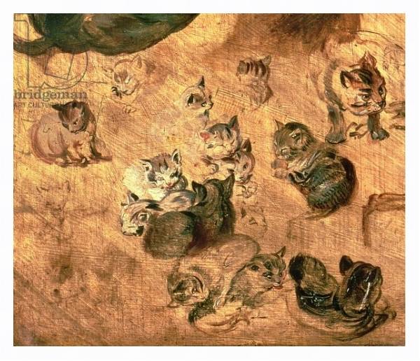 Постер Study of cats, 1616 с типом исполнения На холсте в раме в багетной раме 221-03