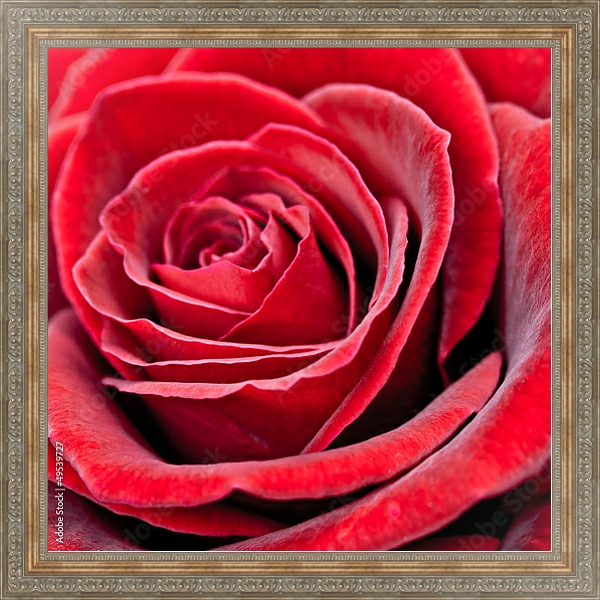 Постер Красная роза 2 с типом исполнения На холсте в раме в багетной раме 484.M48.310