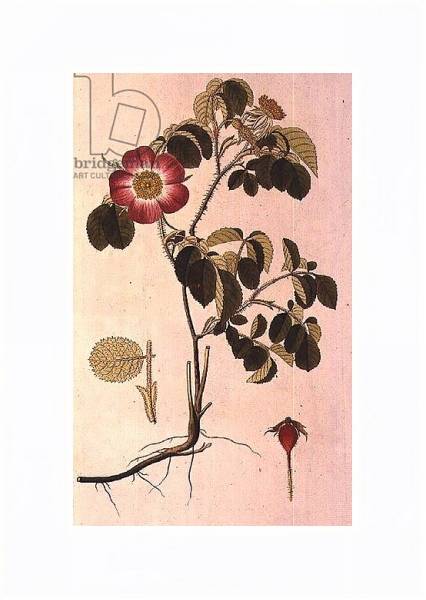 Постер Rosa Pumila, from 'Les Roses' Vol II, 19th century с типом исполнения На холсте в раме в багетной раме 221-03