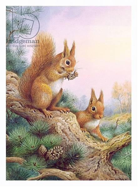 Постер Pair of Red Squirrels on a Scottish Pine с типом исполнения На холсте в раме в багетной раме 221-03
