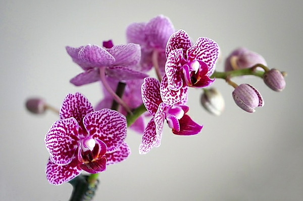 Постер Розовая пятнистая орхидея с типом исполнения На холсте без рамы