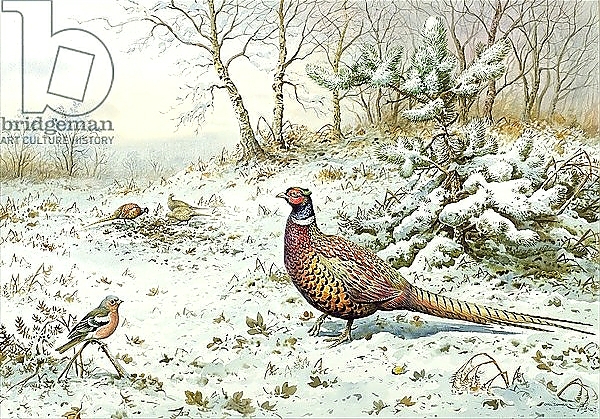 Постер Cock Pheasant and Chaffinch с типом исполнения На холсте без рамы