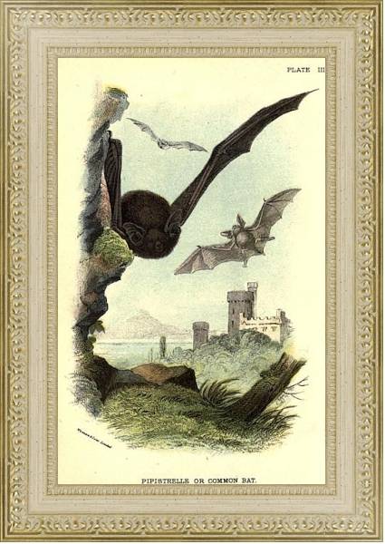 Постер BRITISH MAMMAL 1896 COMMON BAT с типом исполнения Акварель в раме в багетной раме 484.M48.725