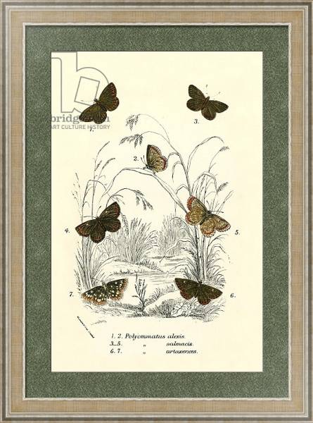Постер Butterflies 46 с типом исполнения Акварель в раме в багетной раме 485.M40.584