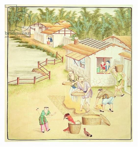 Постер Chinese Peasants Sifting Rice с типом исполнения На холсте в раме в багетной раме 221-03