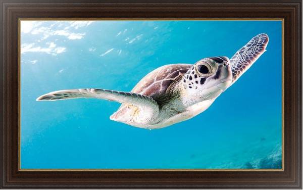 Постер Морская черепаха под водой с типом исполнения На холсте в раме в багетной раме 1.023.151