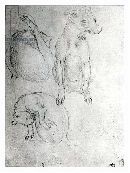 Постер Study of a dog and a cat, c.1480 с типом исполнения На холсте в раме в багетной раме 221-03