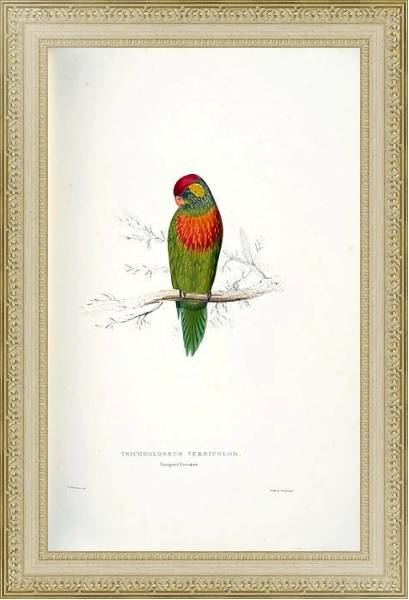Постер Parrots by E.Lear  #33 с типом исполнения Акварель в раме в багетной раме 484.M48.725