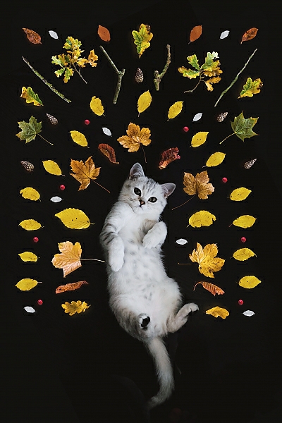 Постер Кот и осенние листья с типом исполнения На холсте без рамы
