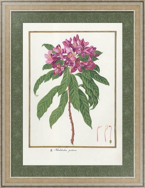 Постер Rhododendron ponticum с типом исполнения Акварель в раме в багетной раме 485.M40.584