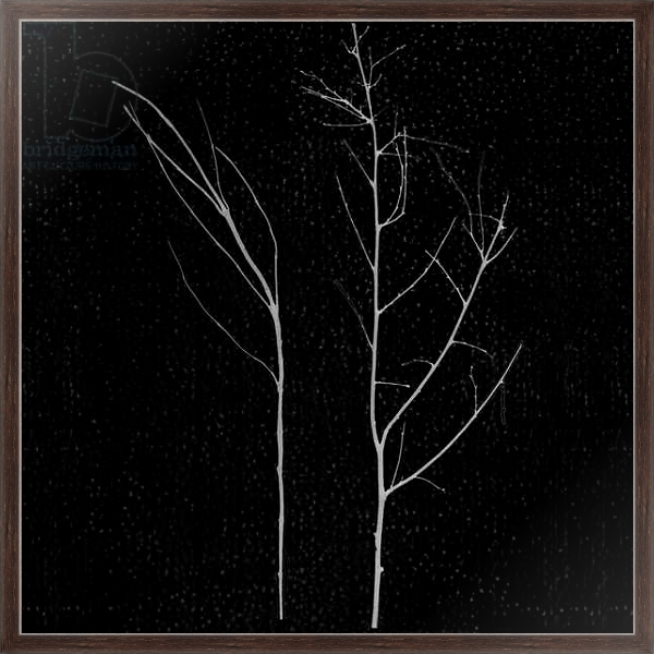 Постер territori innevati - due alberi notte, 2012, photographic contamination с типом исполнения На холсте в раме в багетной раме 221-02