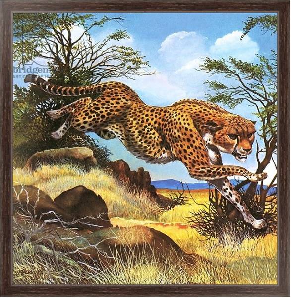 Постер Cheetah running с типом исполнения На холсте в раме в багетной раме 221-02