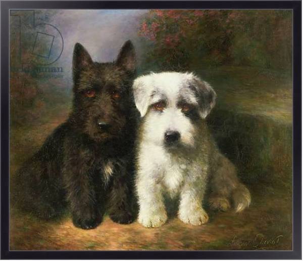 Постер A Scottish and a Sealyham Terrier с типом исполнения На холсте в раме в багетной раме 221-01