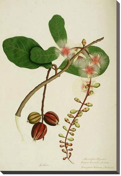Постер Barringtonia racemosa с типом исполнения На холсте без рамы