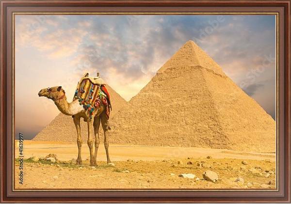Постер Верблюд и пирамида с типом исполнения На холсте в раме в багетной раме 35-M719P-83