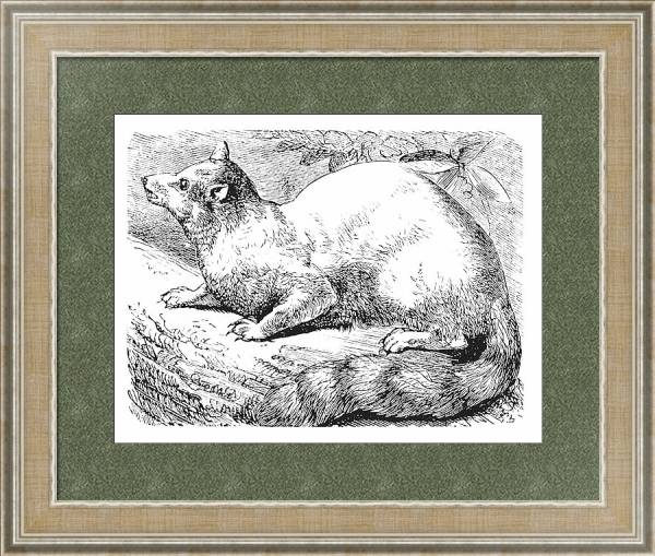 Постер Ringtail or Ring-tailed Cat or Bassariscus astutus vintage engraving с типом исполнения Акварель в раме в багетной раме 485.M40.584