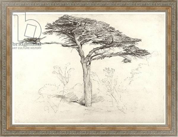 Постер Old Cedar Tree in Botanic Garden, Chelsea, 1854 с типом исполнения На холсте в раме в багетной раме 484.M48.310
