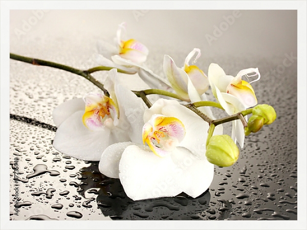Постер Орхидеи 25 с типом исполнения На холсте в раме в багетной раме 1727.7010