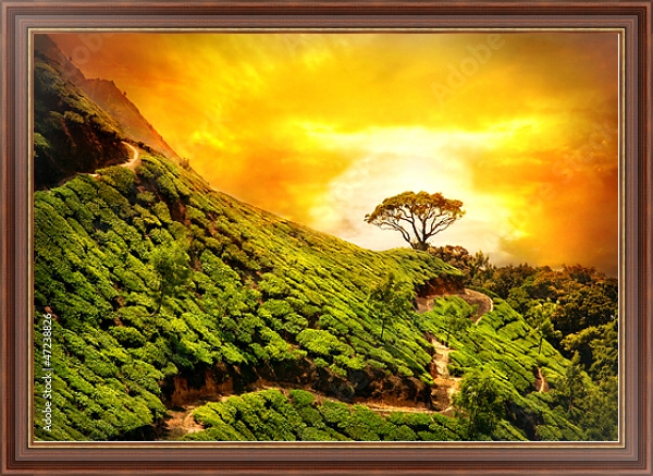 Постер Индия, Муннар, чайная плантация с типом исполнения На холсте в раме в багетной раме 35-M719P-83