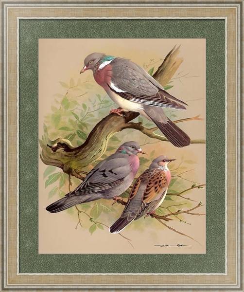Постер Wood Pigeon-Stock Dove-Turtle Dove с типом исполнения Акварель в раме в багетной раме 485.M40.584