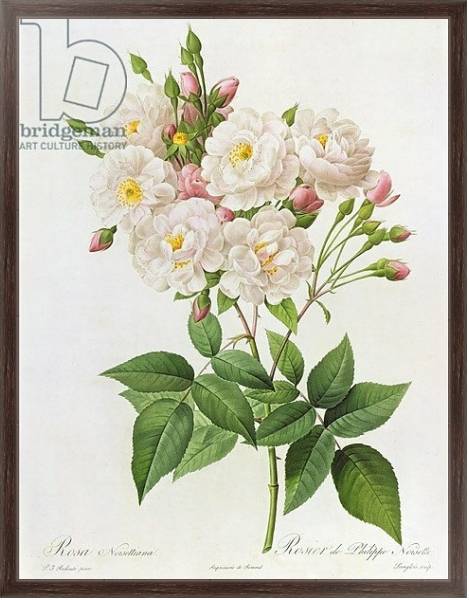 Постер Rosa Noisettiana, from'Les Roses', 19th century 9coloured engraving) с типом исполнения На холсте в раме в багетной раме 221-02
