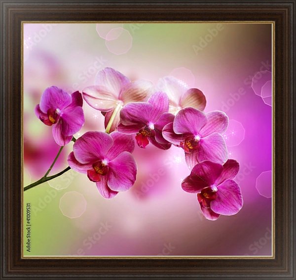 Постер Орхидеи 2 с типом исполнения На холсте в раме в багетной раме 1.023.151