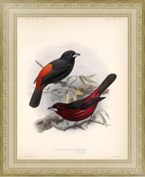 Постер Птицы J. G. Keulemans №20 с типом исполнения Акварель в раме в багетной раме 484.M48.725