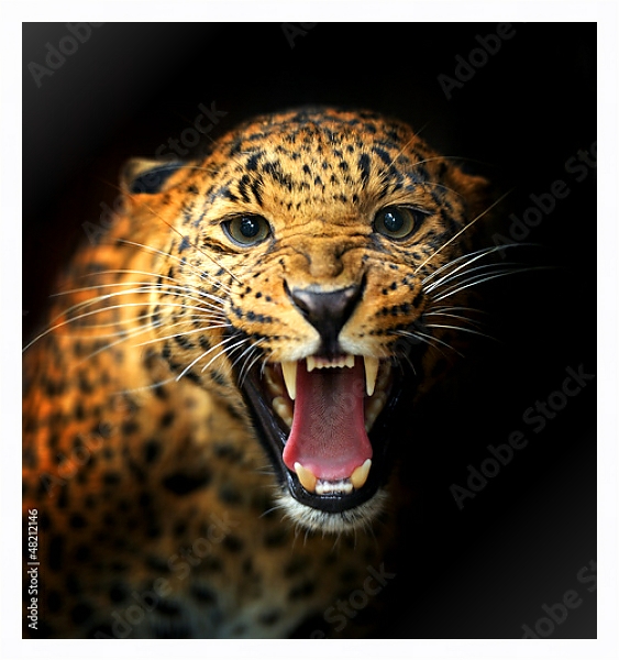 Постер Леопард 2 с типом исполнения На холсте в раме в багетной раме 221-03