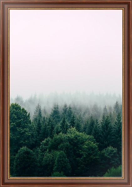 Постер Зеленый хвойный лес в тумане с типом исполнения На холсте в раме в багетной раме 35-M719P-83