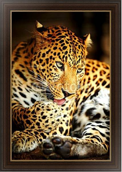 Постер Леопард 6 с типом исполнения На холсте в раме в багетной раме 1.023.151