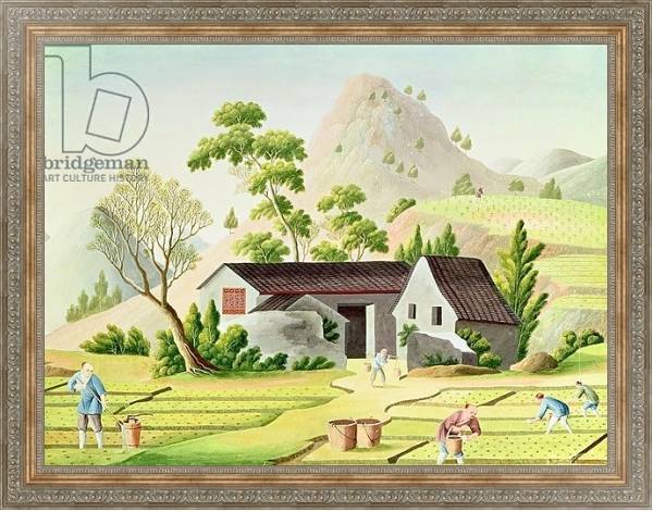 Постер Peasants in the Paddy Fields с типом исполнения На холсте в раме в багетной раме 484.M48.310