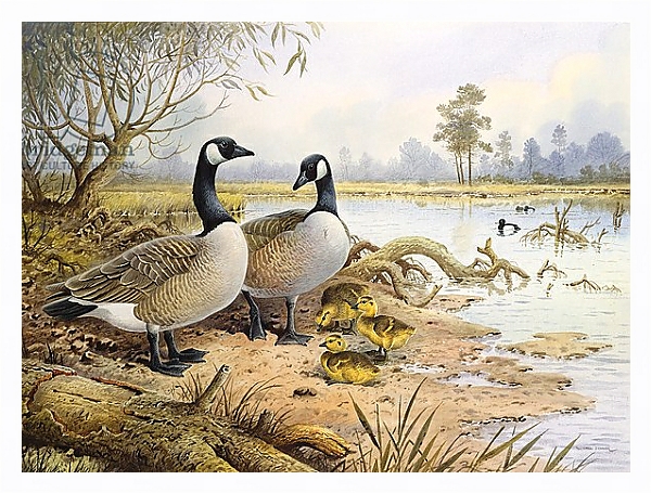 Постер Geese: Canada с типом исполнения На холсте в раме в багетной раме 221-03