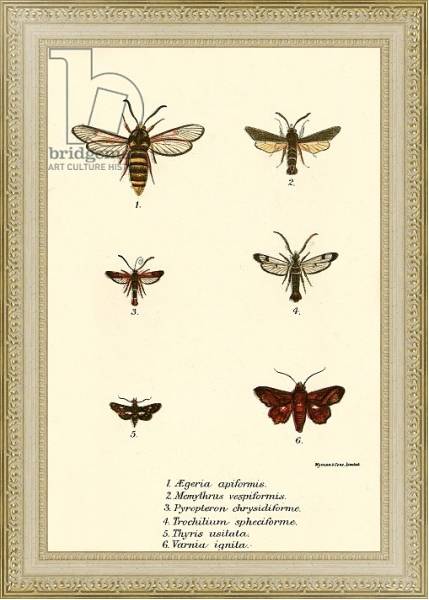 Постер Butterflies 101 с типом исполнения Акварель в раме в багетной раме 484.M48.725