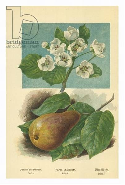Постер Pear-Blossom. Pear с типом исполнения На холсте в раме в багетной раме 221-03