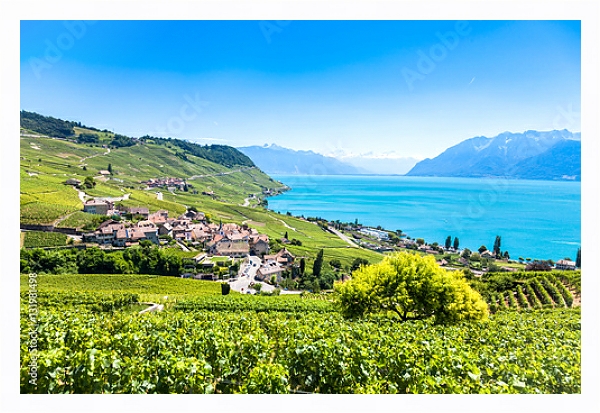 Постер Виноградники в регионе Лаво, Швейцария с типом исполнения На холсте в раме в багетной раме 221-03