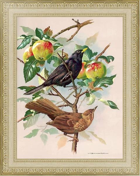Постер Blackbird Male And Female с типом исполнения Акварель в раме в багетной раме 484.M48.725