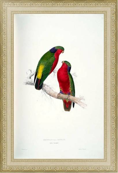 Постер Parrots by E.Lear  #35 с типом исполнения Акварель в раме в багетной раме 484.M48.725