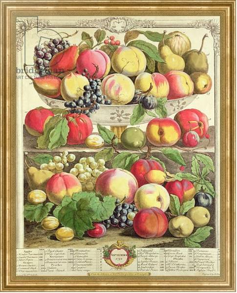 Постер September, from 'Twelve Months of Fruits', by Robert Furber engraved by Henry Fletcher, 1732 с типом исполнения На холсте в раме в багетной раме NA033.1.051