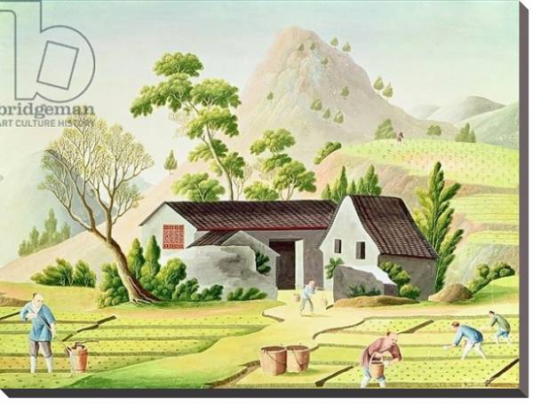 Постер Peasants in the Paddy Fields с типом исполнения На холсте без рамы