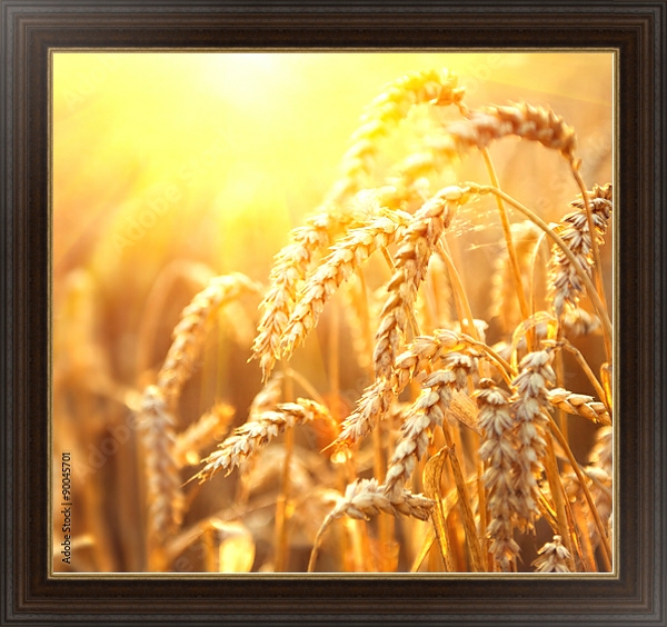 Постер Поле золотой пшеницы с типом исполнения На холсте в раме в багетной раме 1.023.151