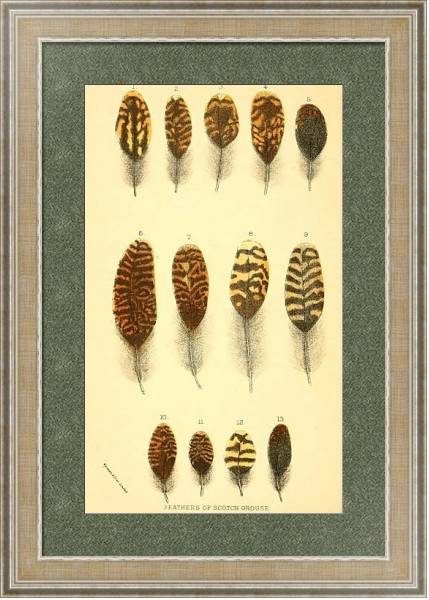 Постер Feathers of Scotch Grouse 2 с типом исполнения Акварель в раме в багетной раме 485.M40.584