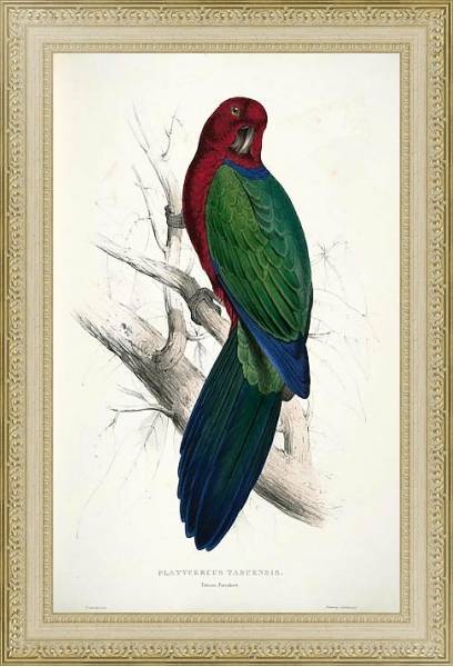 Постер Parrots by E.Lear  #13 с типом исполнения Акварель в раме в багетной раме 484.M48.725