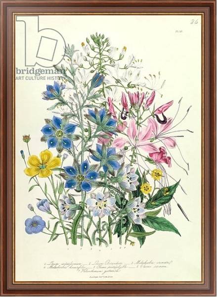 Постер Cornflower, plate 15 from 'The Ladies' Flower Garden', published 1842 с типом исполнения На холсте в раме в багетной раме 35-M719P-83