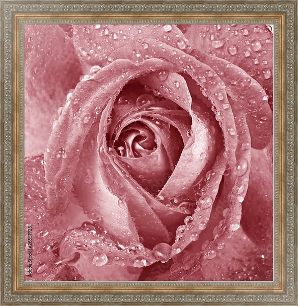 Постер Розовая роза с каплями с типом исполнения На холсте в раме в багетной раме 484.M48.310