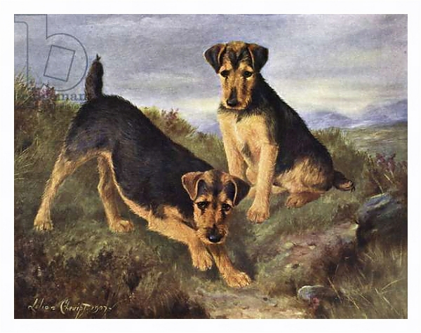Постер Welsh Terriers Glansevin Coquette and Champion Glansevin Coda с типом исполнения На холсте в раме в багетной раме 221-03