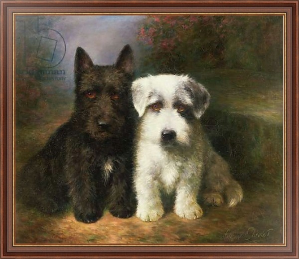 Постер A Scottish and a Sealyham Terrier с типом исполнения На холсте в раме в багетной раме 35-M719P-83